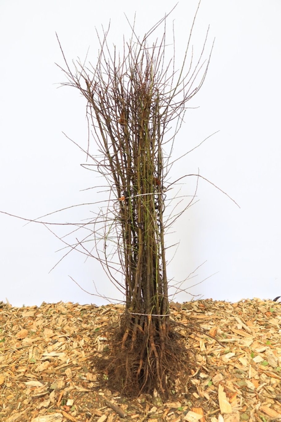 Pyrus communis - 50-80 CM bare root 1/1
